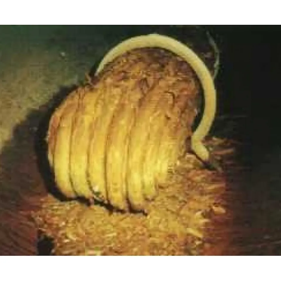 Anti-calcaire électronique D-CALC Jumbo (5-10 pers)^Gottschalk Industries Sa Discount